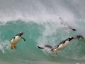 Gentoo Penguin