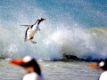 Gentoo Penguin