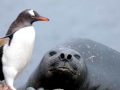 Gentoo Penguin