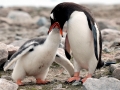 Gentoo Penguin