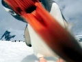 Gentoo Penguin