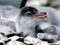 Gentoo Penguin