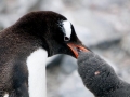Gentoo Penguin