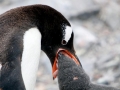 Gentoo Penguin