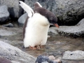Gentoo Penguin