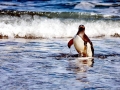 Gentoo Penguin