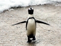 Gentoo Penguin