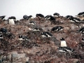Gentoo Penguin