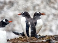 Gentoo Penguin