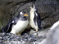 Gentoo Penguin