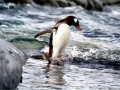 Gentoo Penguin