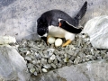 Gentoo Penguin