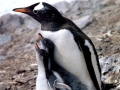 Gentoo Penguin