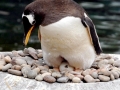 Gentoo Penguin