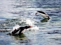 Gentoo Penguin