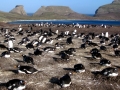 Gentoo Penguin