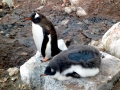 Gentoo Penguin
