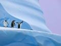Gentoo Penguin