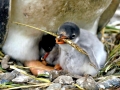 Gentoo Penguin
