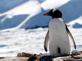 Gentoo Penguin