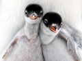 Gentoo Penguin