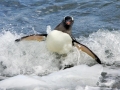 Gentoo Penguin