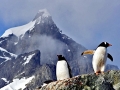 Gentoo Penguin