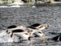 Gentoo Penguin