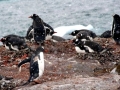 Gentoo Penguin