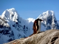 Gentoo Penguin