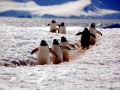 Gentoo Penguin