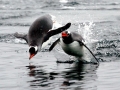 Gentoo Penguin