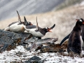 Gentoo Penguin
