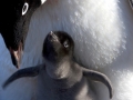 Gentoo Penguin