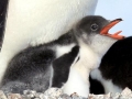Gentoo Penguin
