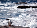 Gentoo Penguin
