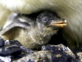 Gentoo Penguin