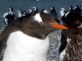 Gentoo Penguin
