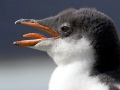Gentoo Penguin