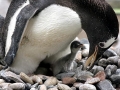 Gentoo Penguin