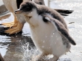 Gentoo Penguin