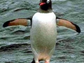 Gentoo Penguin