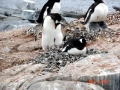Gentoo Penguin