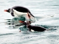 Gentoo Penguin