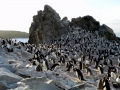 Gentoo Penguin