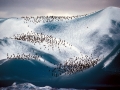 Gentoo Penguin