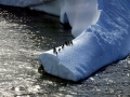 Gentoo Penguin