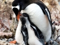 Gentoo Penguin
