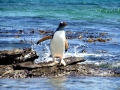 Gentoo Penguin