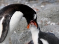 Gentoo Penguin